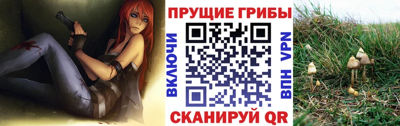 shop состав  Бакал  Псилоцибиновые грибы Cubensis 